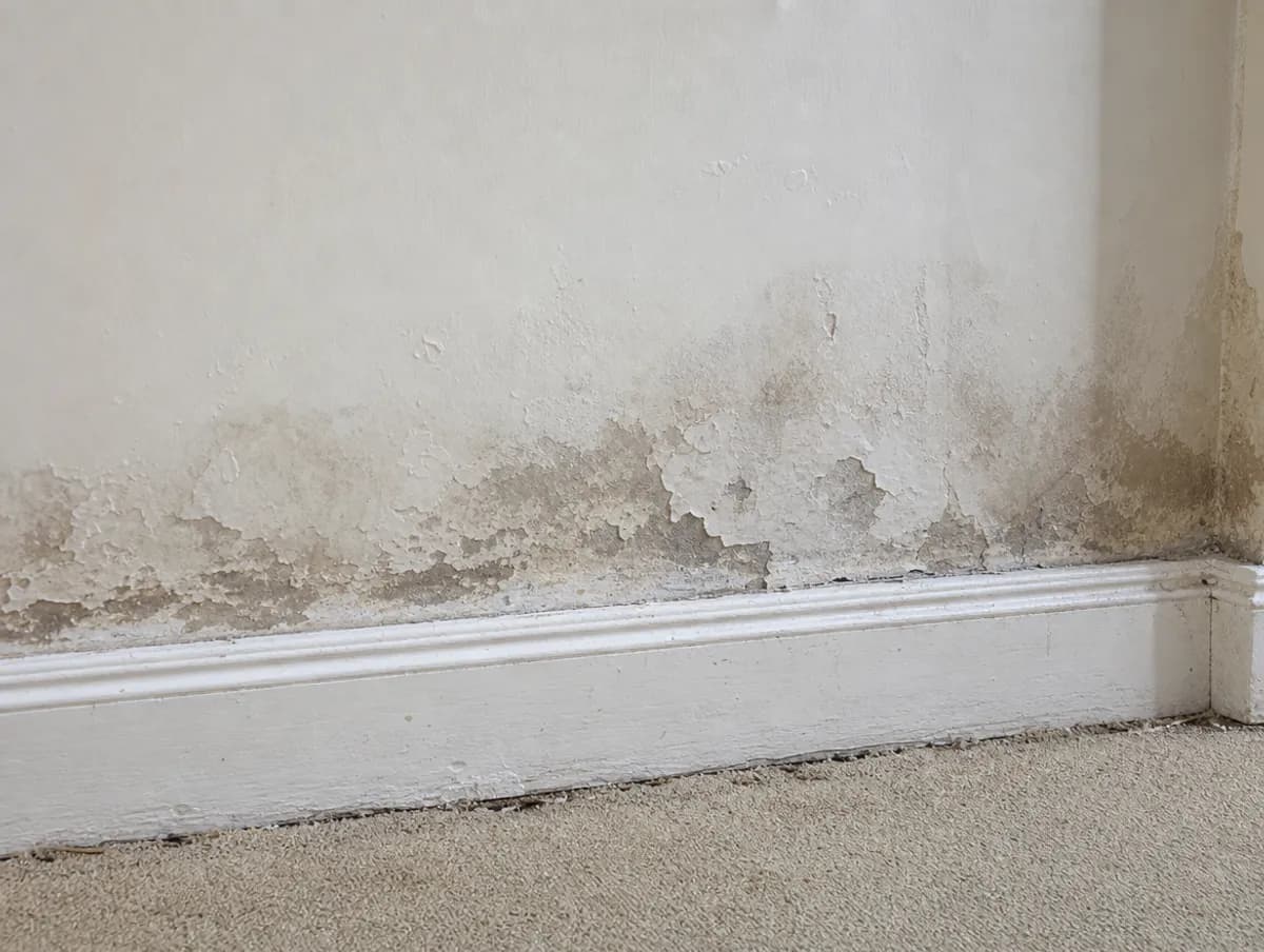 A dark damp tide mark and blistering paint above a skirting board